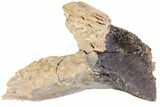 Rooted Triceratops Tooth - South Dakota #73875-2